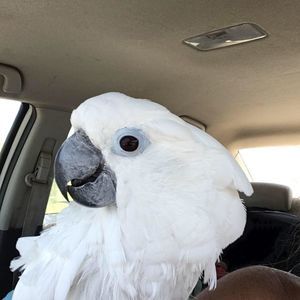 Meet your Posher, Evelyn